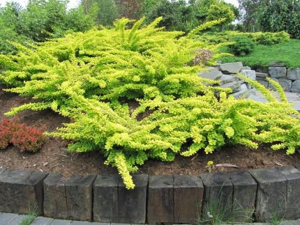 Berberis thunbergii 'Green Carpet'
