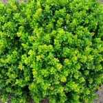 Berberis thunbergii 'Kobold' - Zöld levelű törpe gömb borbolya