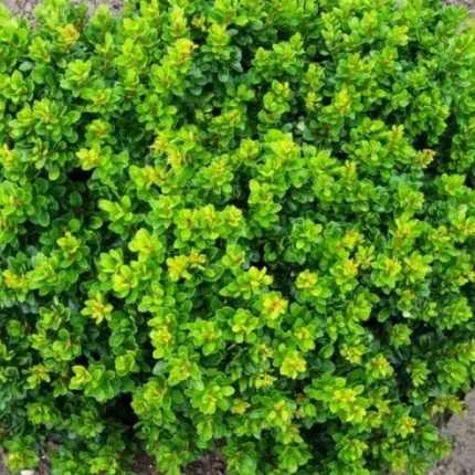 Berberis thunbergii 'Kobold' - Zöld levelű törpe gömb borbolya