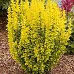 Berberis thunbergii 'Maria' ® - Sárga oszlopos borbolya