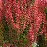 Berberis thunbergii 'Orange Rocket'® -
