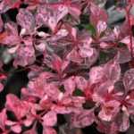 Berberis thunbergii 'Pink Perfection' -