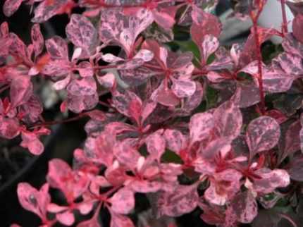 Berberis thunbergii 'Pink Perfection' -