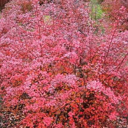Berberis thunbergii 'Pink Queen' -