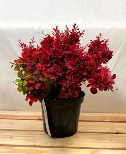 Berberis thunbergii 'Red Compact' -