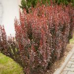 Berberis thunbergii Red Pillar
