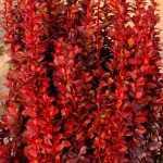 Berberis thunbergii 'Red Torch'® - Bordó levelű borbolya