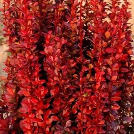 Berberis thunbergii 'Red Torch'® - Bordó levelű borbolya