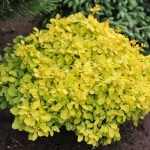 Berberis thunbergii 'Tiny Gold'® - Sárga levelű törpe gömb borbolya