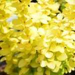 Berberis thunbergii 'Yellow Bird' -