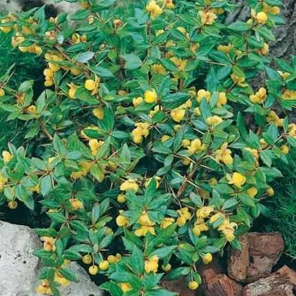 Berberis x frikartii 'Telstar' - Örökzöld borbolya