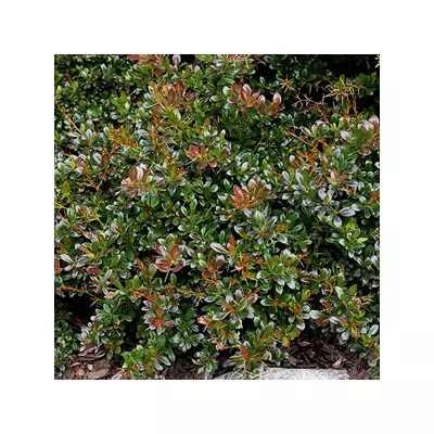 Berberis x media 'Parkjuweel' - Örökzöld borbolya