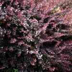 Berberis x ottawensis 'Silver Miles' - Tarka levelű borbolya