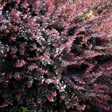 Berberis x ottawensis 'Silver Miles' - Tarka levelű borbolya