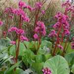 Bergenia  'Bressingham Ruby' (Bőrlevél)