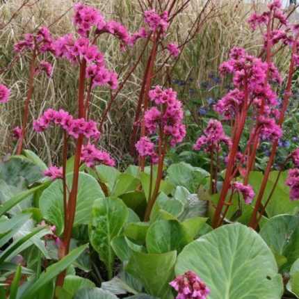 Bergenia  'Bressingham Ruby' (Bőrlevél)