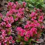 Bergenia cordifolia 'Flirt' (Vaskoslevelű bőrlevél)