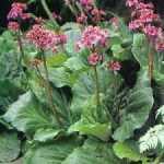 Bergenia cordifolia 'Red Beauty' (Vaskoslevelű bőrlevél) /vörös lomb télen/