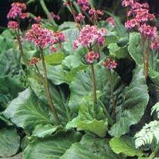 Bergenia cordifolia 'Red Beauty' (Vaskoslevelű bőrlevél) /vörös lomb télen/