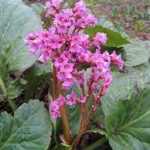 Bergenia cordifolia 'Rose' (Vaskoslevelű bőrlevél)