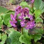 Bergenia cordifolia 'Winterglut' (Vaskoslevelű bőrlevél)