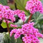 Bergenia  'Morgenröte' (Bőrlevél)