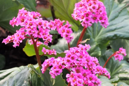 Bergenia  'Morgenröte' (Bőrlevél)