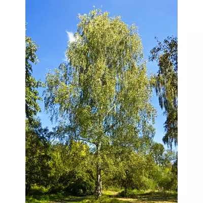 Betula pendula - Közönséges nyír