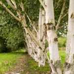 Betula utilis var. Jacquemontii -