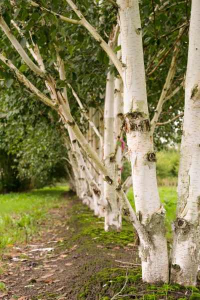 Betula utilis var. Jacquemontii -