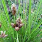 Bolboschoenus maritimus