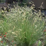 Bouteloua gracilis (Alacsony moszkítófű)