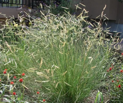 Bouteloua gracilis (Alacsony moszkítófű)