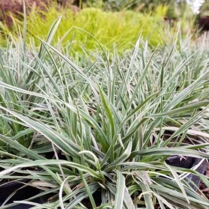 Briza media 'Zitterzebra' (Rezgőfű) /tarka lomb/