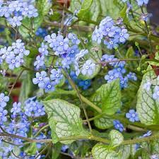 Brunnera macrophylla 'Jack Frost'  (Kaukázusi nefelejcs) /fehéres tarka lomb/