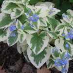 Brunnera macrophylla 'Variegata' (Kaukázusi nefelejcs) /vajtarka levélszél/