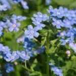 Brunnera sibirica (Szibériai nefelejcs)