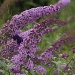 Buddleja davidii Bourder Beauty