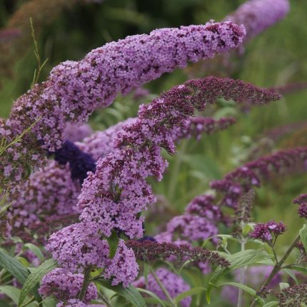 Buddleja davidii Bourder Beauty