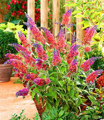 Buddleja davidii Flower Power