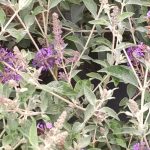 Buddleja davidii Lochnich