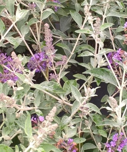 Buddleja davidii Lochnich