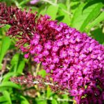 Buddleja davidii Sugar Plum