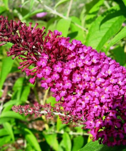 Buddleja davidii Sugar Plum