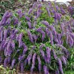 Buddleja davidii Wisteria Lane
