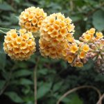 Buddleja weyeriana Sungold