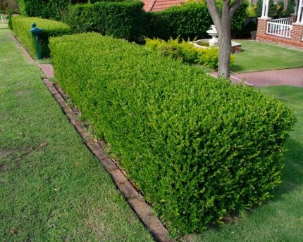 Buxus sempervirens