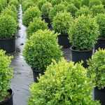 Buxus sempervirens 'Suffruticosa' - Gömb puszpáng
