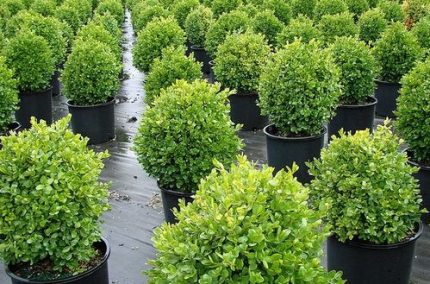 Buxus sempervirens 'Suffruticosa' - Gömb puszpáng