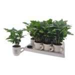 COFFEA ARABICA BÖGRÉS